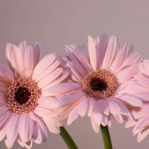 Clique, choisis, fleurie… Compose ton bouquet