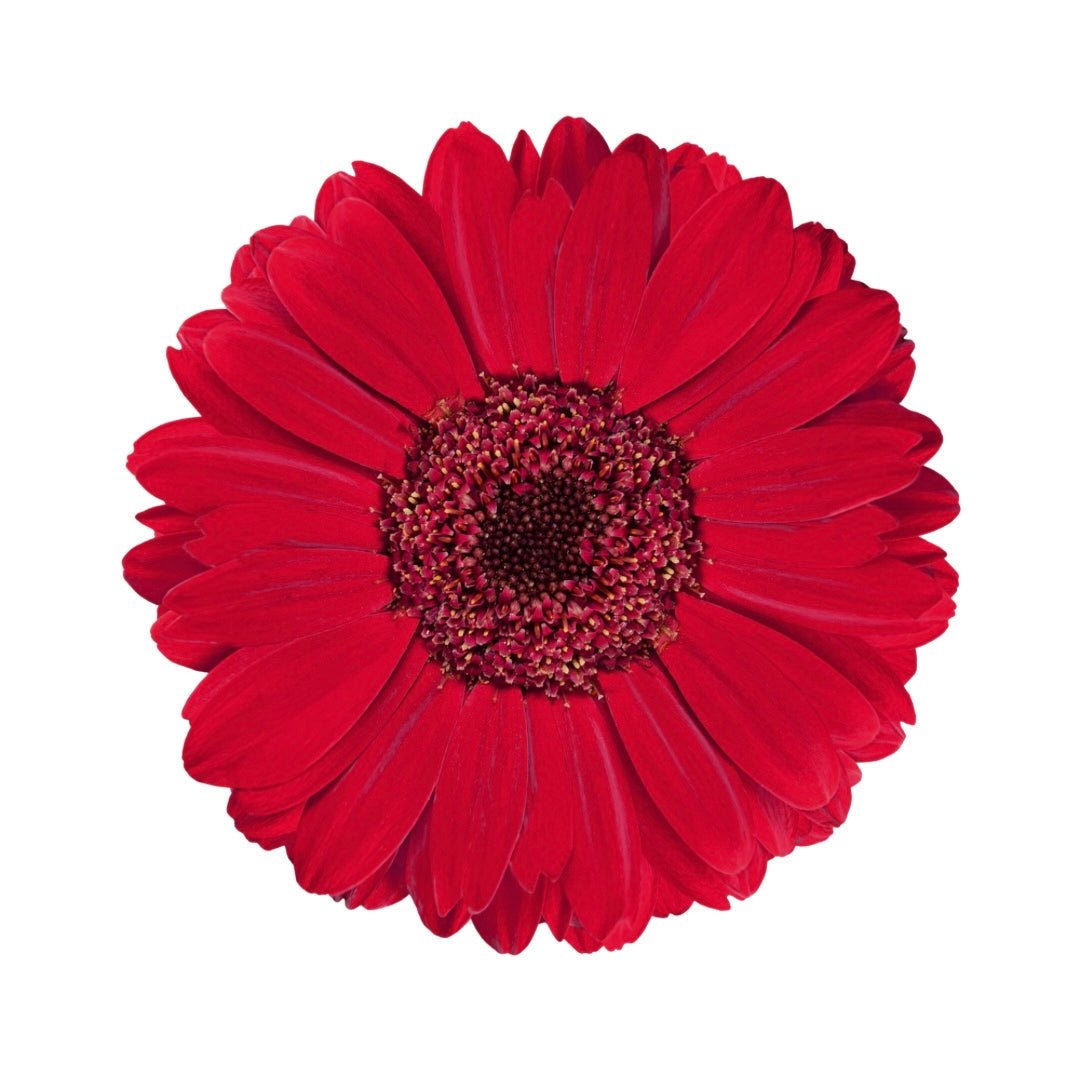 Clique, choisis, fleurie… Compose ton bouquet