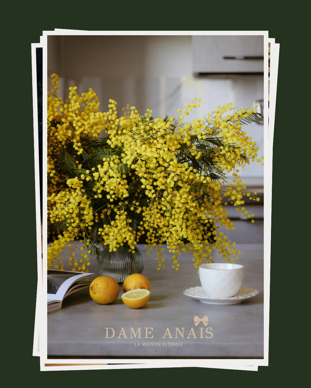 Bouquet de mimosa 10 tiges