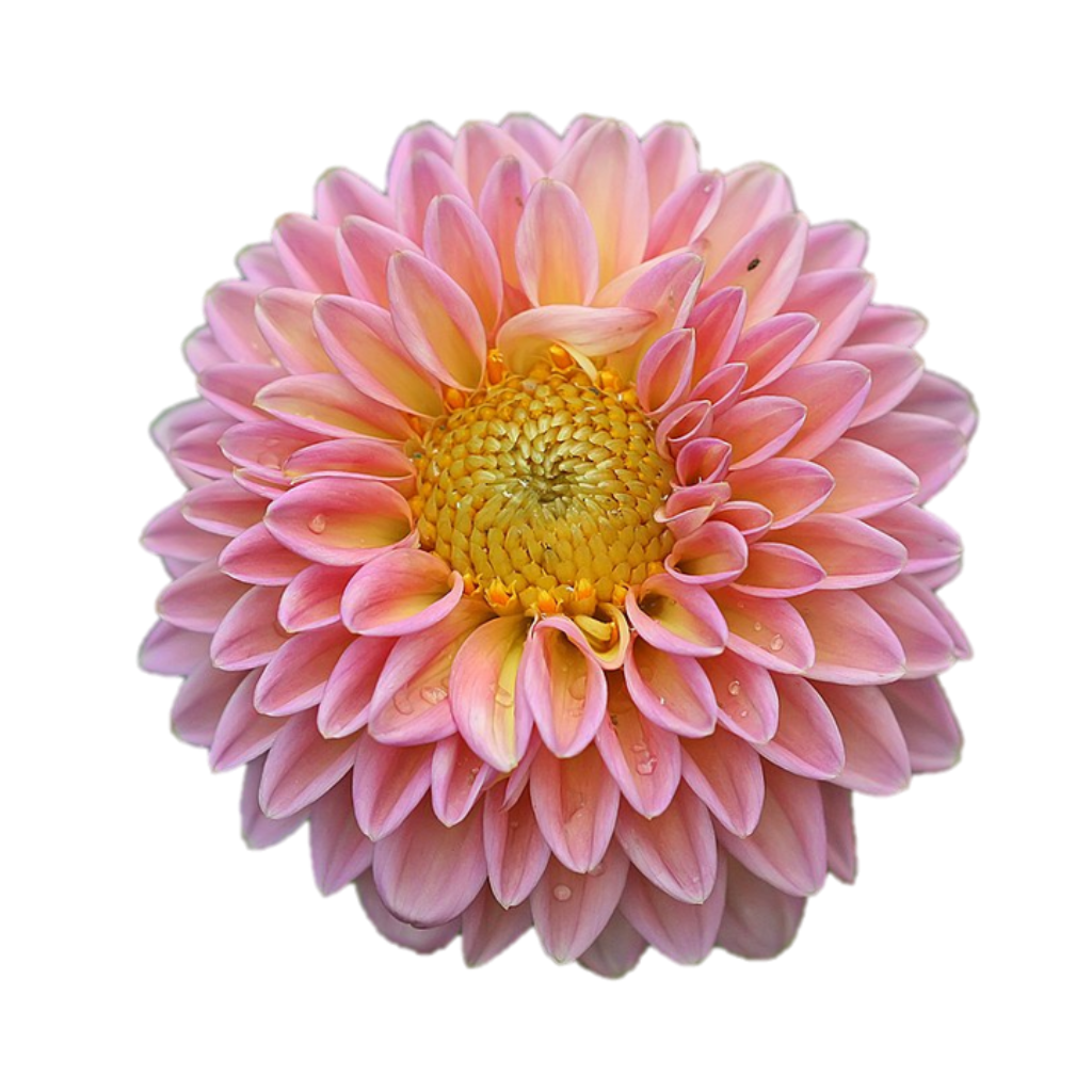 Clique, choisis, fleurie… Compose ton bouquet