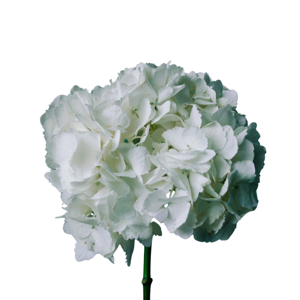 Clique, choisis, fleurie… Compose ton bouquet